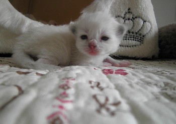 mâle blue point-mitted 11 jours - Chatterie Ragdolls du Val de Beauvoir